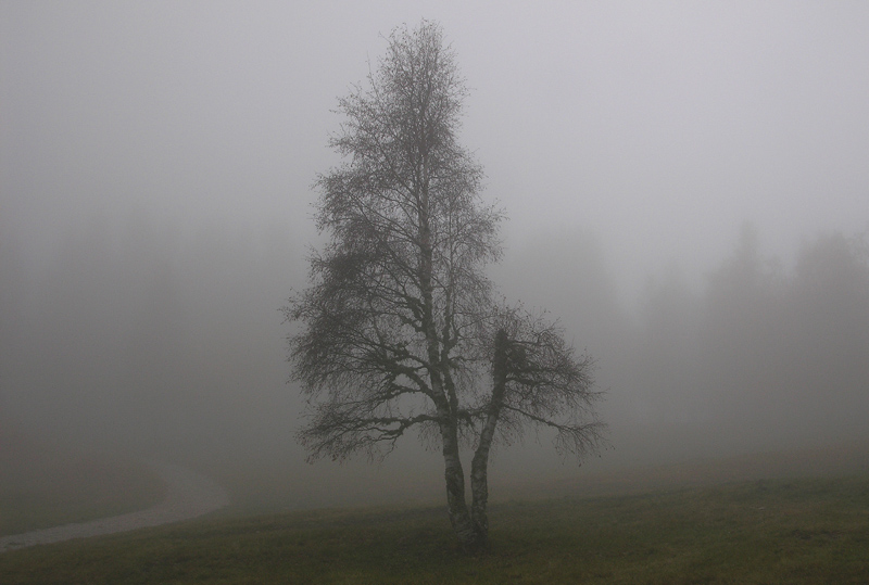 Scatti alle Viote del Bondone.